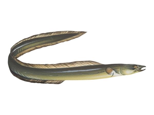 Rocktrail Fishing/​Spinning Reel