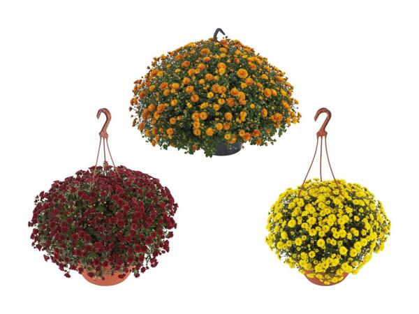 Chrysanthèmes en suspension "Skyfall"