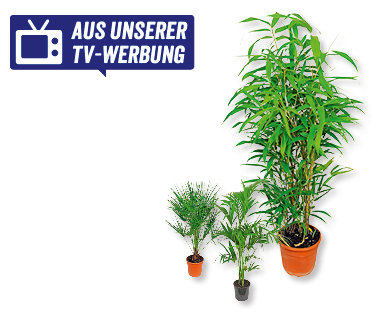 GARDENLINE(R) Palmen-/Bambussortiment