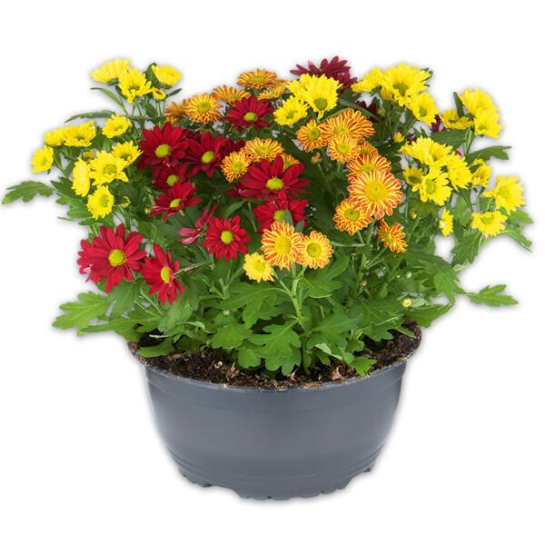 Chrysantheme