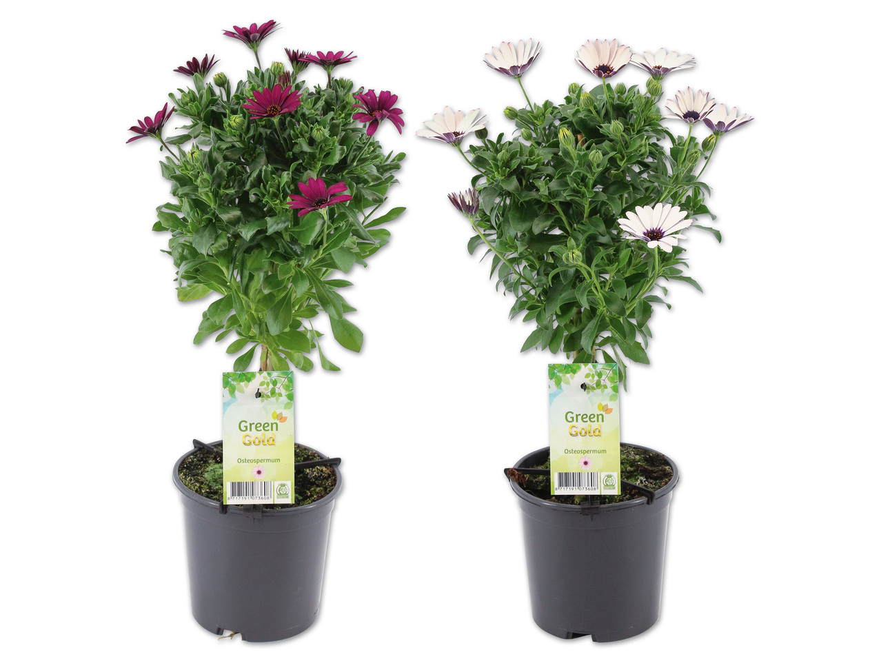 Osteospermum am Stamm (Kapmargerite)