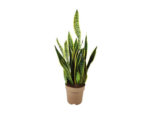 Sanseveria