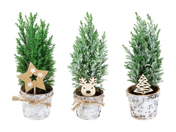 Conifères de Noël dans un pot en écorce