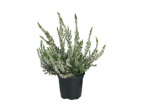 Heather
