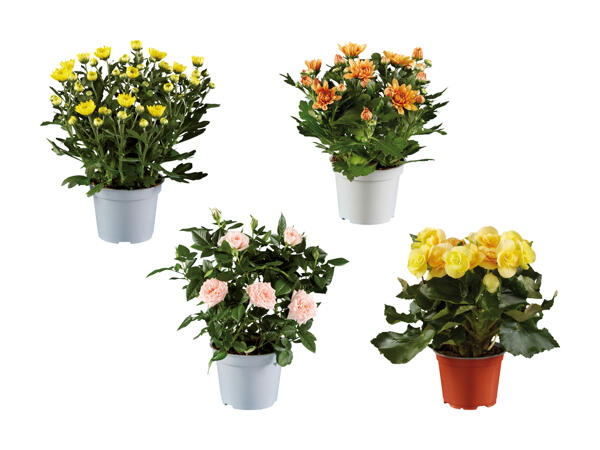 Plante à fleurs