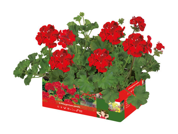 Pelargonie 6'er bakke
