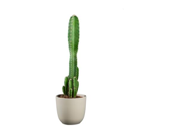 Cactus "Desert Stars"