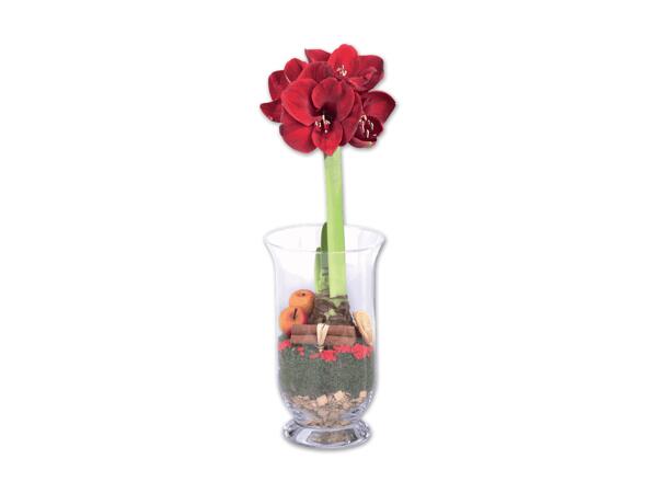Amaryllis im Glas