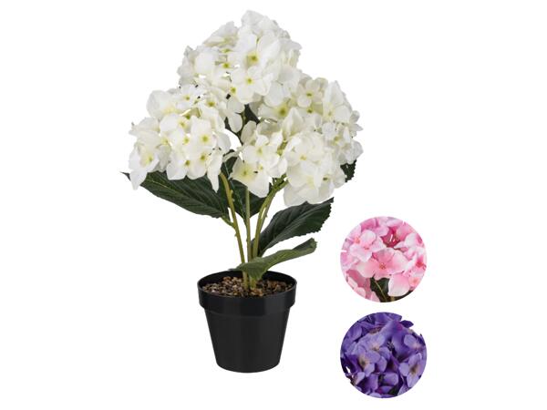 Konstväxt hortensia