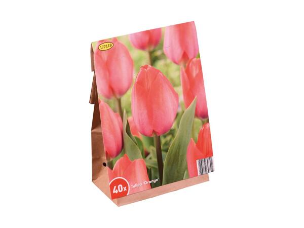 Tulipanløg