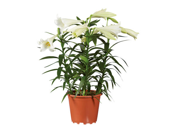 Lilium
