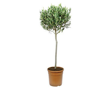 ARBUSTES DE TOSCANE