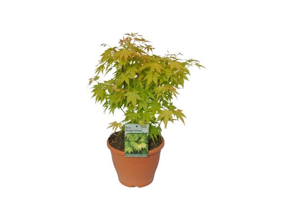 Extra Large Japanese Maple