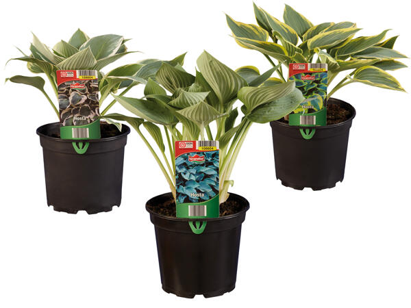 Hosta