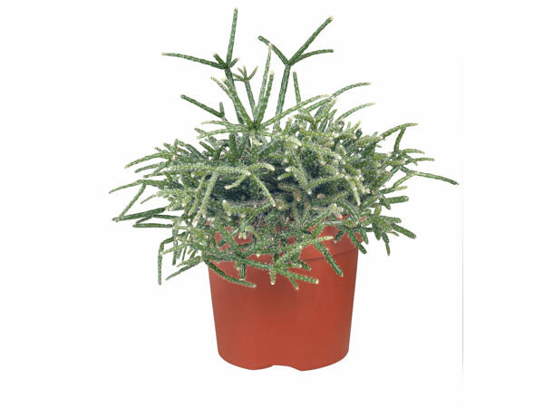 Plantes grasses et cactus