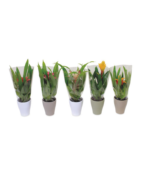 Bromeliad in Ceramic Pot