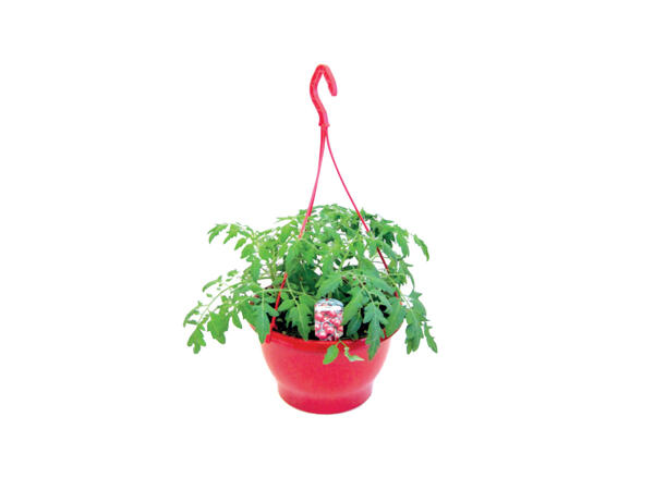 Tomato Hanging Basket
