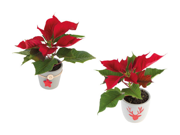 Mini poinsettia dans un pot en céramique
