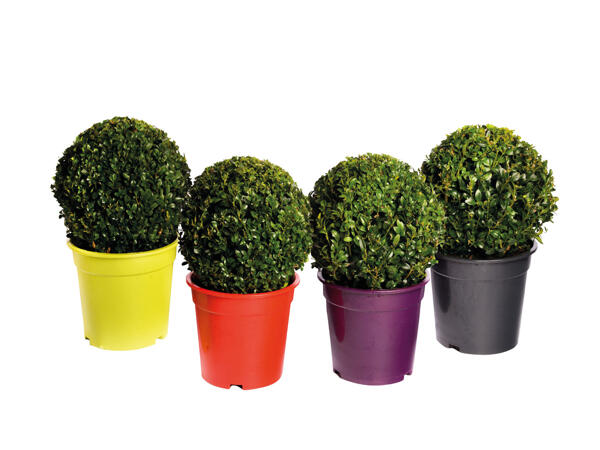 Large Buxus Ball in Coloured Pot