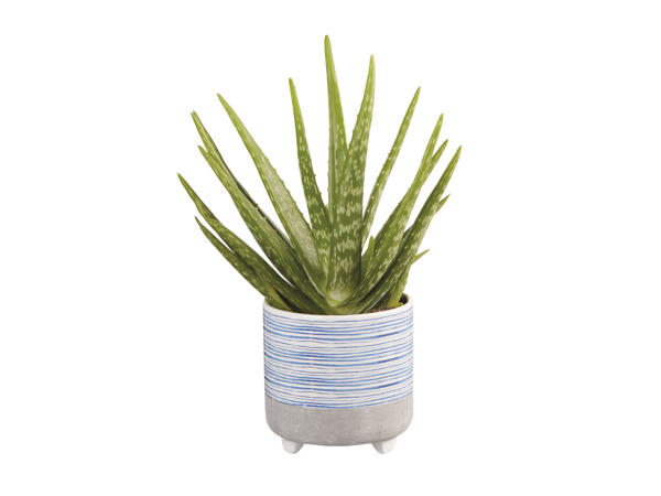 Green Plant in Blue Ceramic