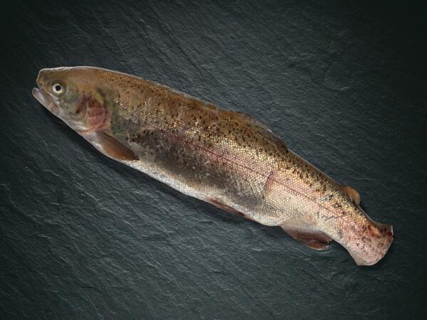 Trota salmonata ASC intera