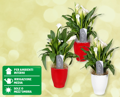 Calla natalizia in vaso di ceramica