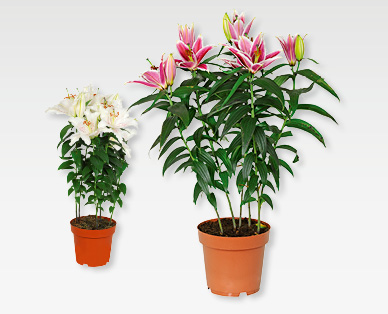 Lis orientaux GARDENLINE(R)