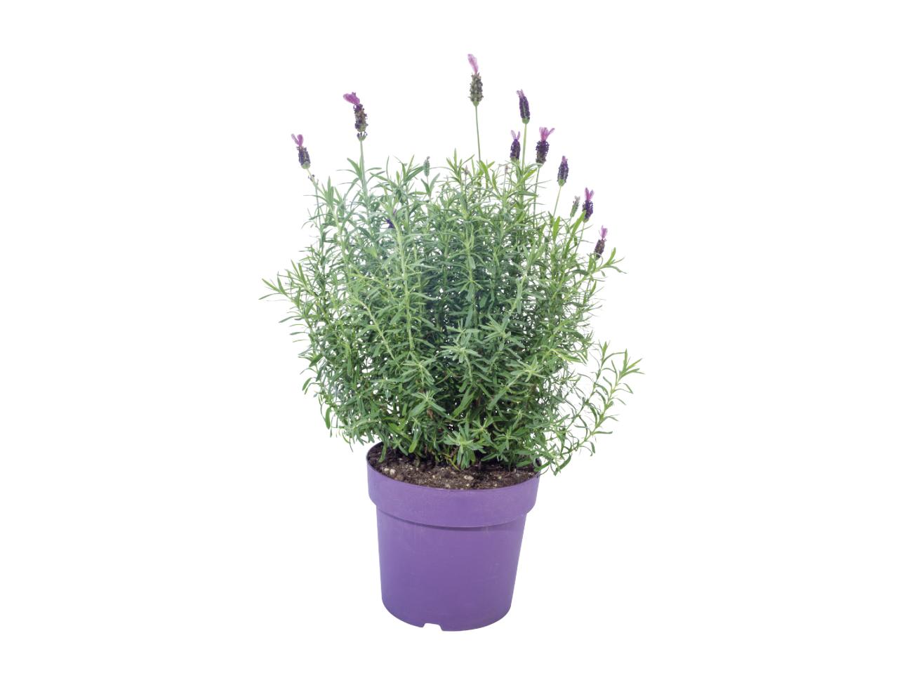 Large French Lavender1