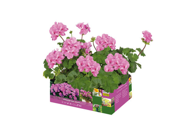 Upright Geraniums