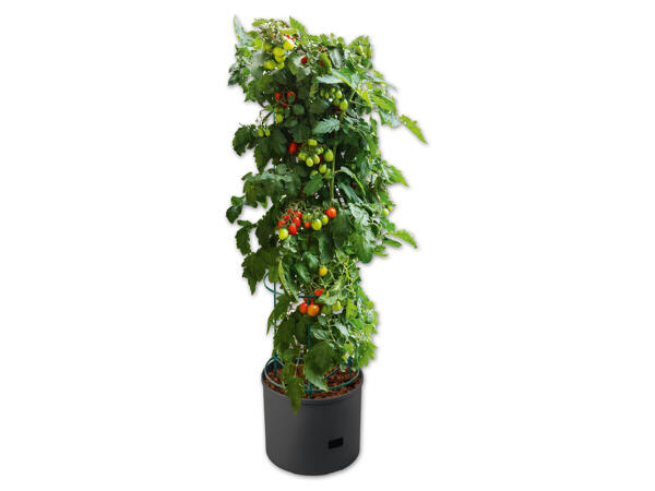 Tomaten-Pflanzgefäß