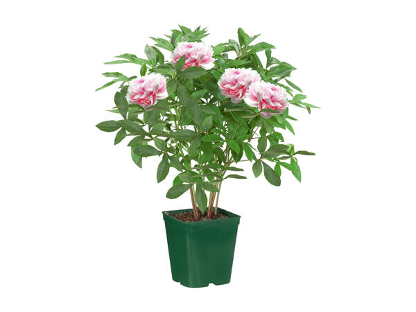 Peony