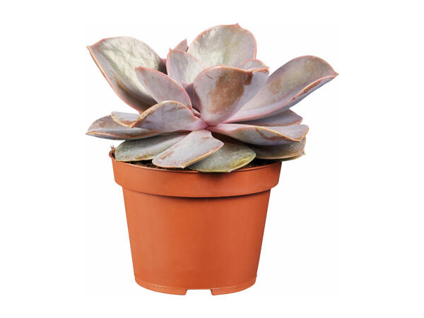 Succulents