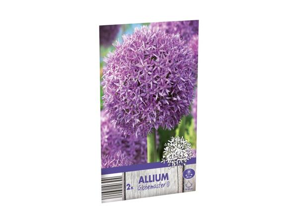 Allium blomsterløg