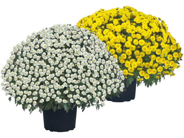 Chrysanthemenbusch