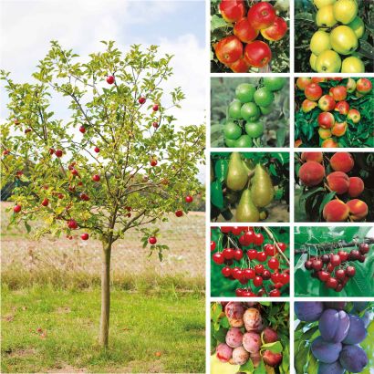 Obstbaum
