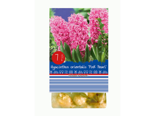 Bulbes de fleurs de printemps