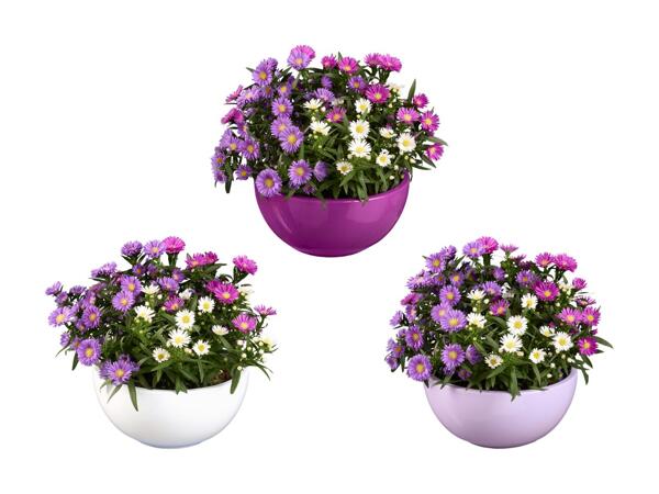 Trio d'aster dans une coupelle en céramique