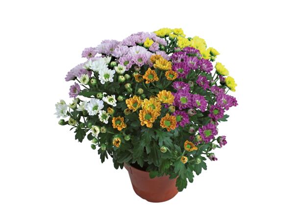 Chrysanthemums