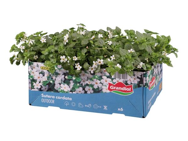 Bedding And Balcony Plants