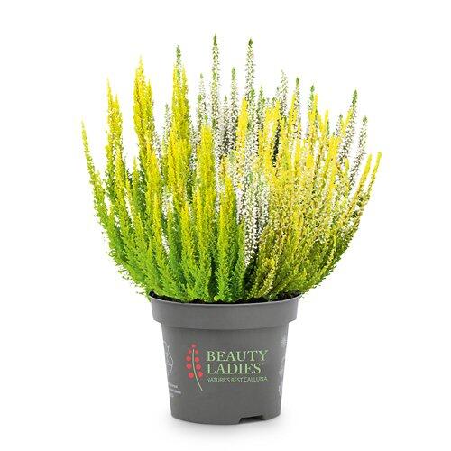 Calluna Sunny Swirl