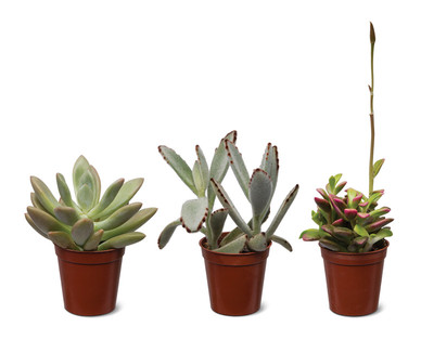 Mini Succulent