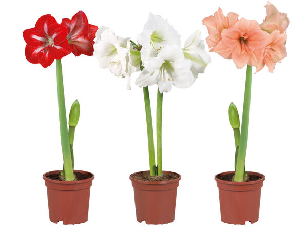 Amaryllis 2-Stieler