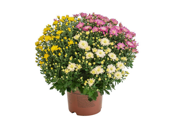 Trio de chrysanthèmes