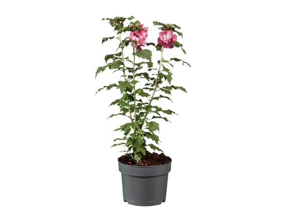 Hibiscus Mix