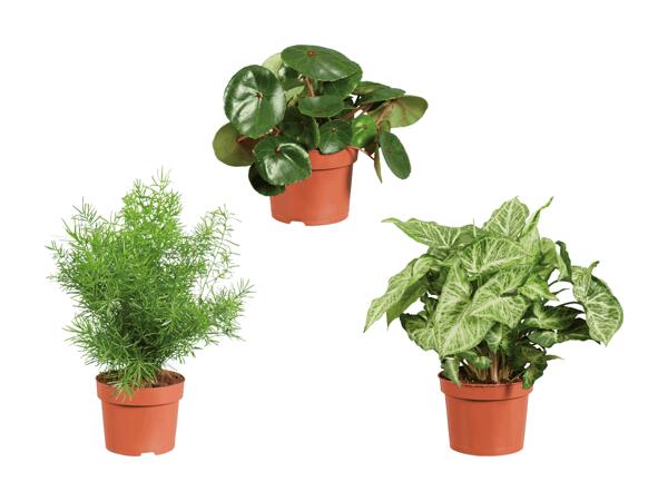 Mélange de plantes vertes