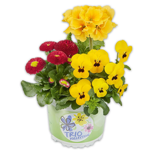 Spring Checkies Trio Mix