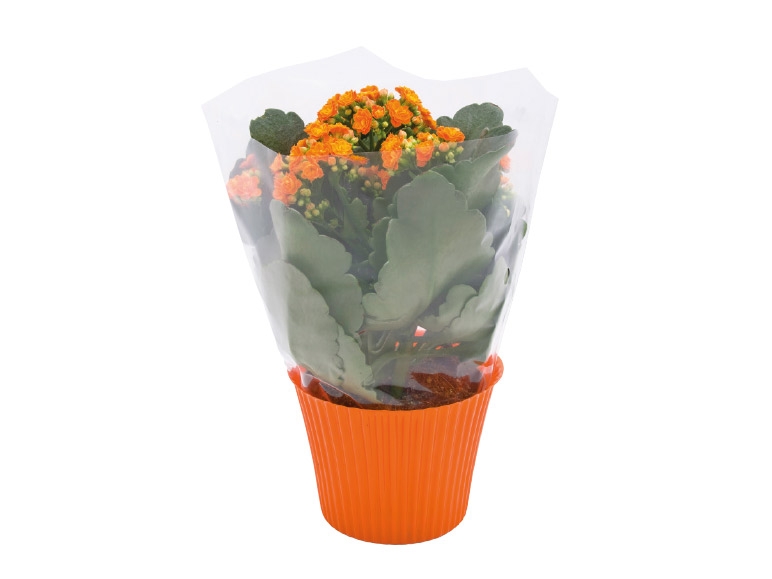 Kalanchoe