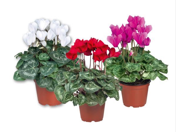 Alpenveilchen (Cyclamen)