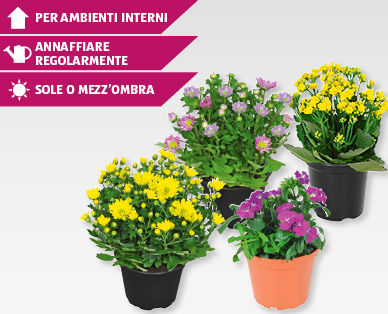 Fiori primaverili