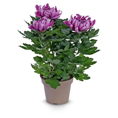 Chrysanthemen 3-Baller